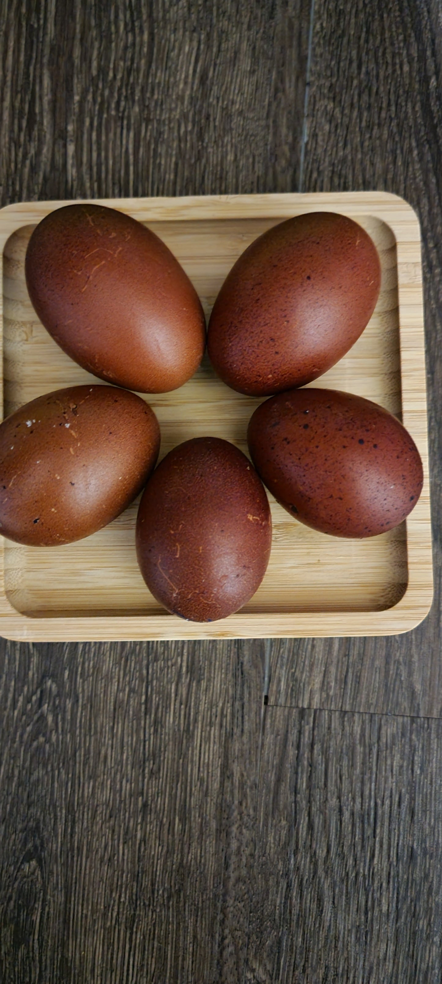 Black Copper Marans-1 Dozen Hatching Eggs