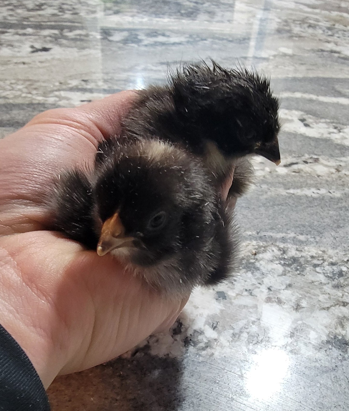 MarBars-Female Chicks