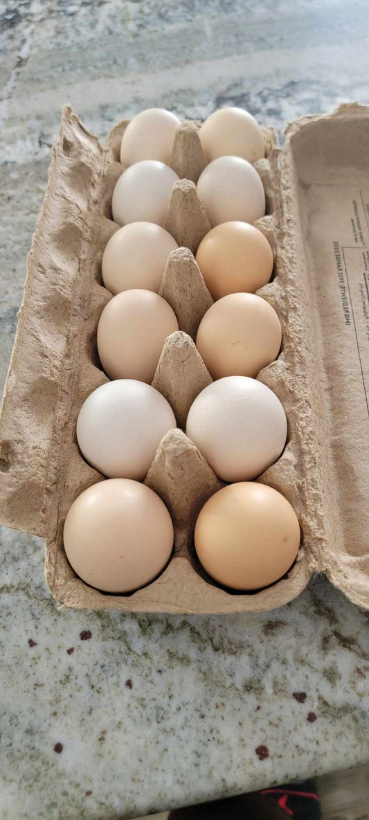 American Bresse Hatching Eggs-1 Dozen