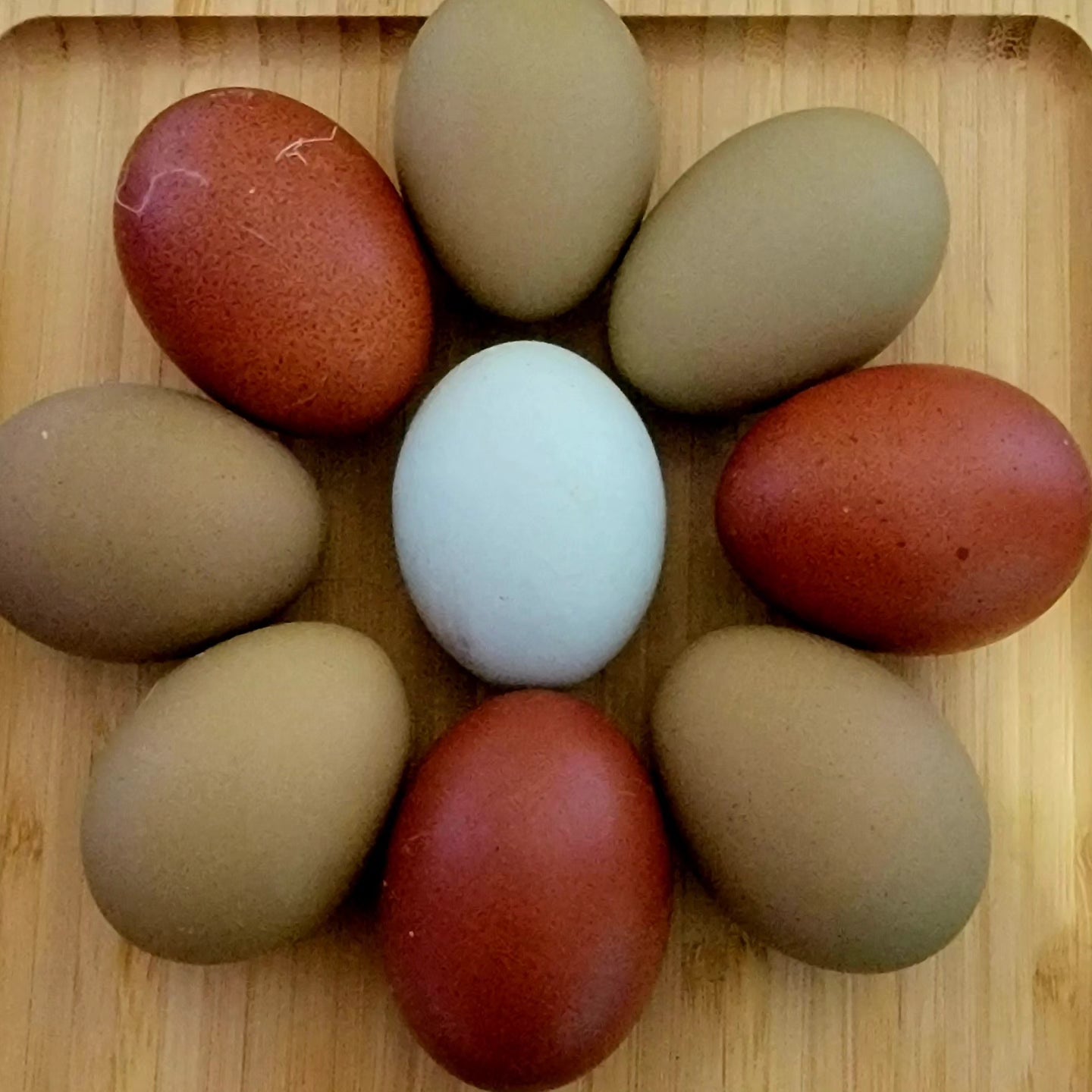 MarBars-Female Chicks