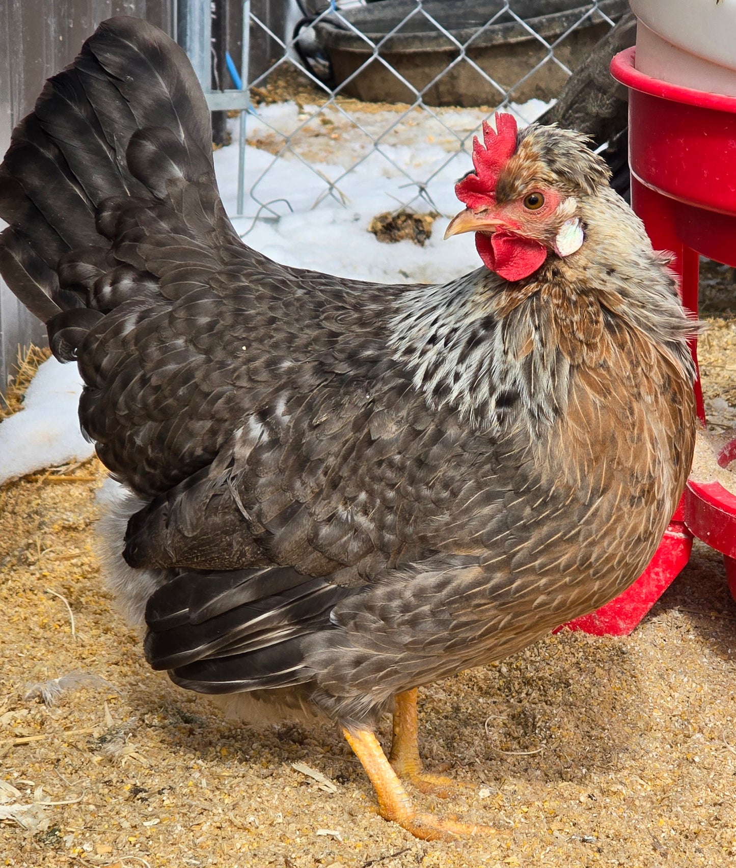 Cream Legbar Female Chicks