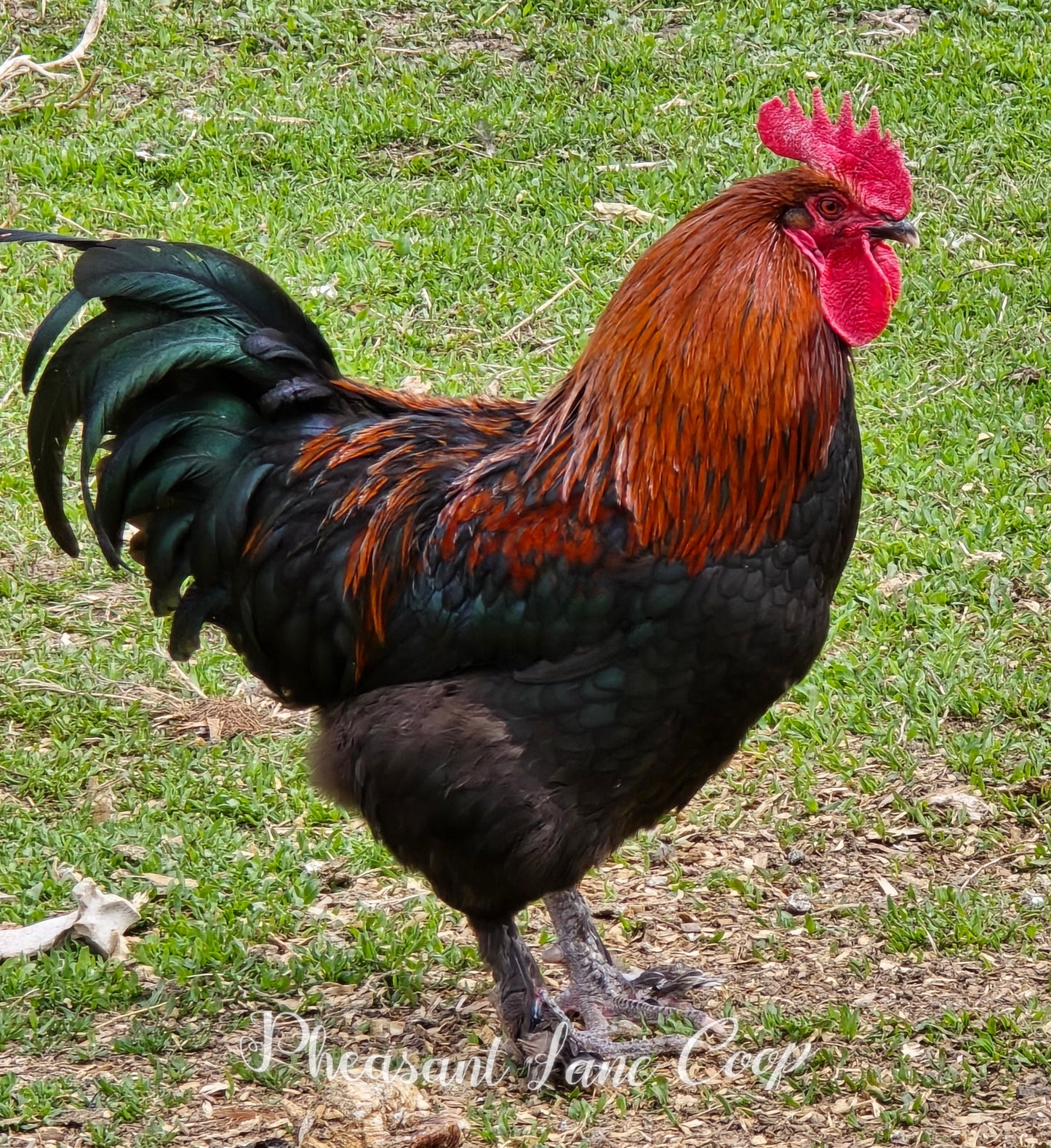 Black Copper Marans Chicks-Straight Run