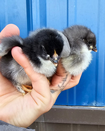 Black Copper Marans Chicks-Straight Run