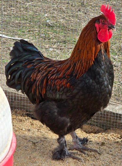 Black Copper Marans Chicks-Straight Run